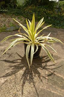 Irritating Plant of the Month - the Yukka