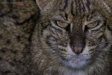 Fill in Frame: Fishing Cat Close Up