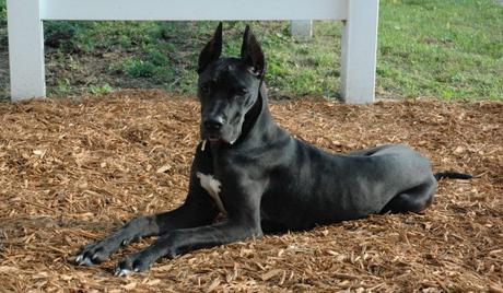 Top 5 of the World’s Largest Dog Breeds