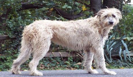 Top 5 of the World’s Largest Dog Breeds