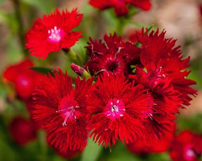 Friday Fotos: A selection of recent photos in order by date [cosmos]