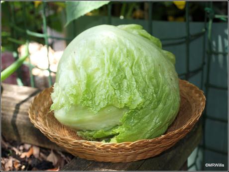 Iceberg Lettuce