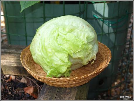 Iceberg Lettuce