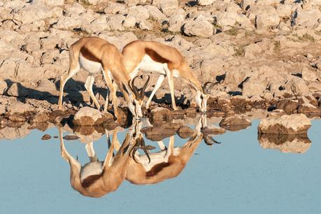 Two Springboks drinking water with its reflection