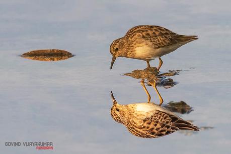 Long toed Stint with Reflection