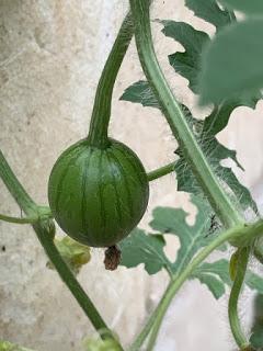 The vegetable garden - July update