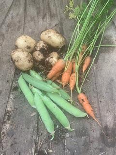 The vegetable garden - July update