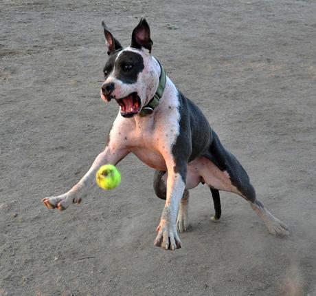 #Photos Go fetch #Dogs catching balls