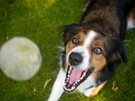 #Photos Go fetch #Dogs catching balls