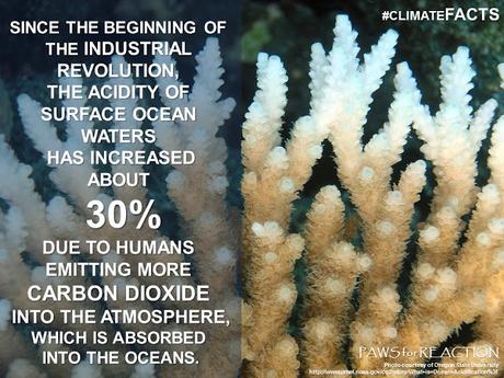 #ClimateFacts series: #ClimateChange #Science #CoralBleaching #OceanAcidification
