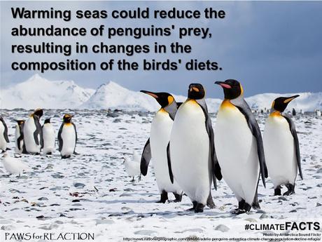 #ClimateFacts series: #ClimateChange #Science #Penguins in #Antarctica