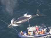 International Shipping Industry Under Microscope Whale Death Toll Grows