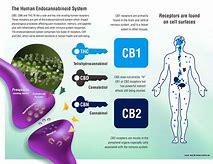 cannabidiol oil