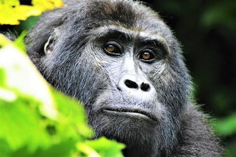 Encounter Gorillas and Wildlife on an Amazing Uganda Tour