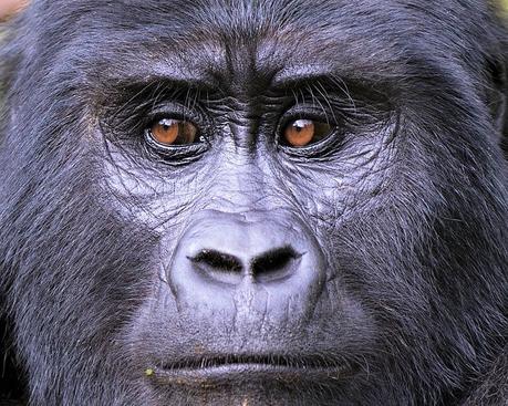 Encounter Gorillas and Wildlife on an Amazing Uganda Tour