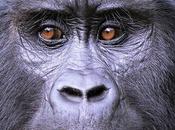 Encounter Gorillas Wildlife Amazing Uganda Tour