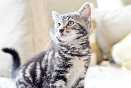 silver tabby male kitten