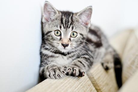 silver tabby male kitten