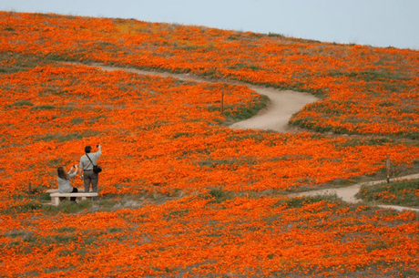 The 10 Best U.S. Spring Flower Festivals