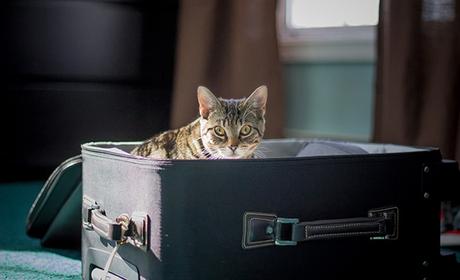 Moving with Your Pet to a New Home