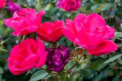 Friday Fotos: More flowers [#intensity]