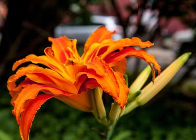 Friday Fotos: More flowers [#intensity]