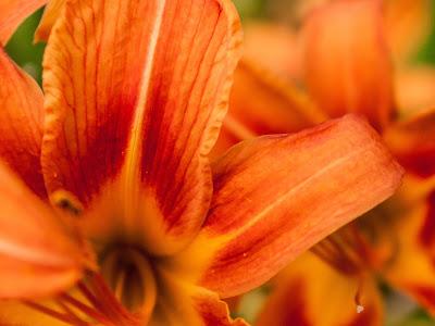 Friday Fotos: More flowers [#intensity]