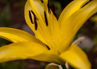 Friday Fotos: More flowers [#intensity]