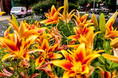 Friday Fotos: More flowers [#intensity]