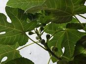 Figs Greenhouse!