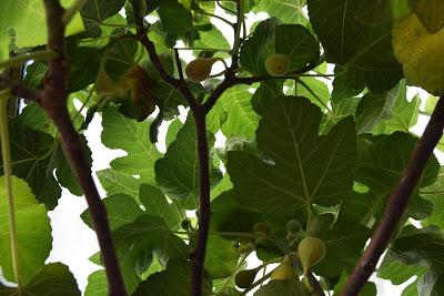 Figs in the Greenhouse!