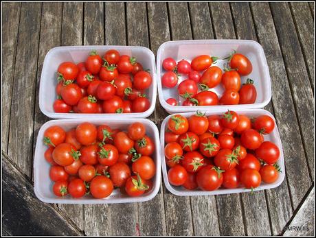 Harvesting cherry tomatoes