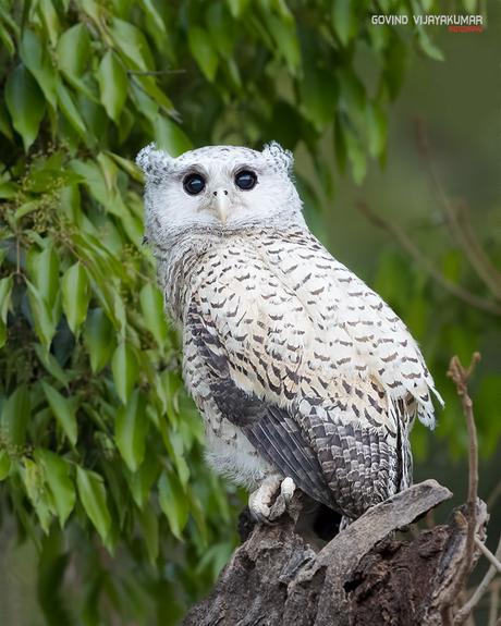 Spot-Bellied Eagle Owl Portrait