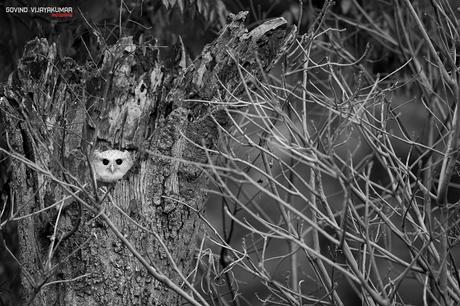 Spot-Bellied eagle Owl Chick in Nest