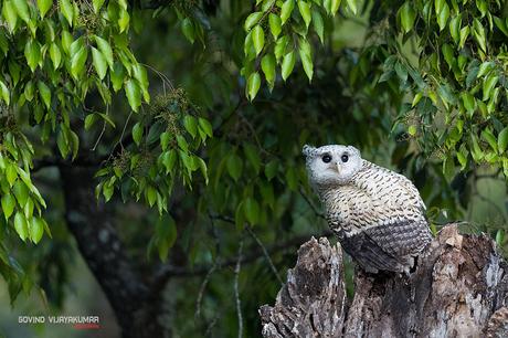 Spot-Bellied Eagle Owl