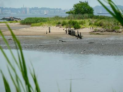 Urban pastoral, three views