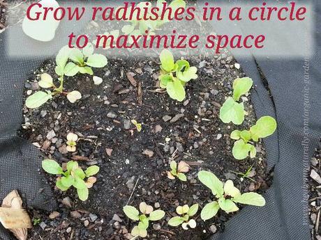 Growing A Vegetable Garden in a Circle to Maximize Space. Brilliant!