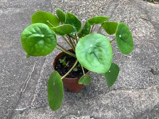 The growing Peperomia obsession....