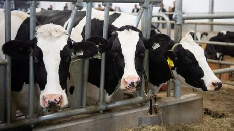 Cyberbullying by vegan activists a source of stress for farmers: psychologists