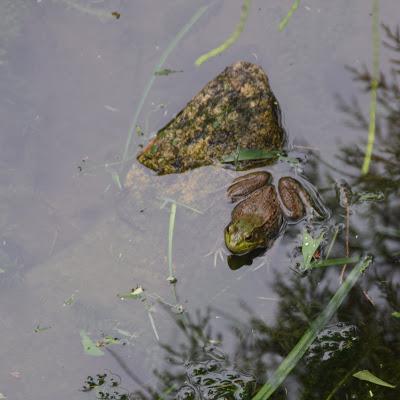 Wildllife Observations