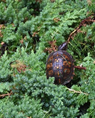 Wildllife Observations