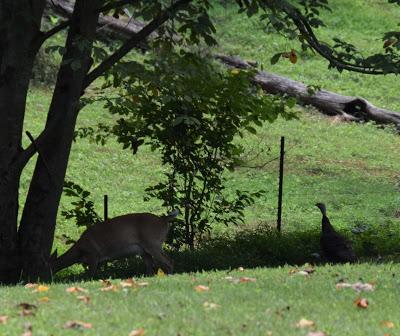 Wildllife Observations