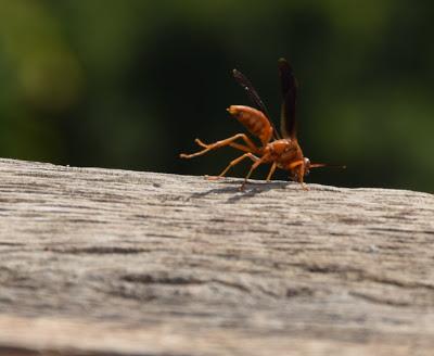 Wildllife Observations