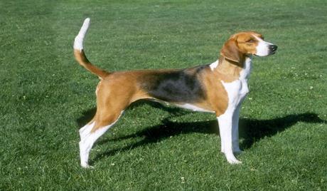 Top 5 Best Hunting Dog Breeds In The World