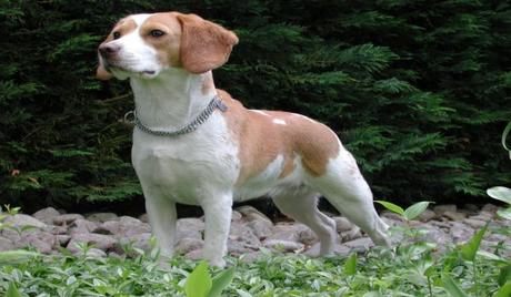 Top 5 Best Hunting Dog Breeds In The World