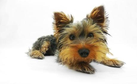 12 Adorable Cutest Small Dog Breeds In The World