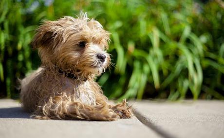 12 Adorable Cutest Small Dog Breeds In The World