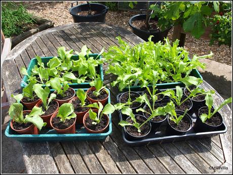 Autumn salads in the pipeline