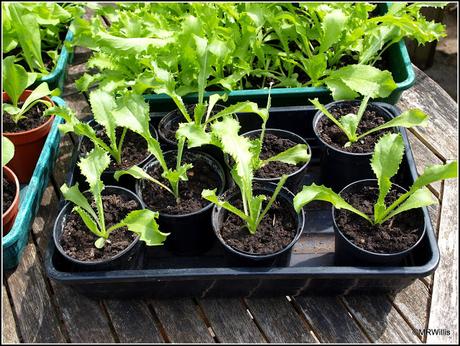 Autumn salads in the pipeline