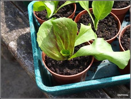 Autumn salads in the pipeline